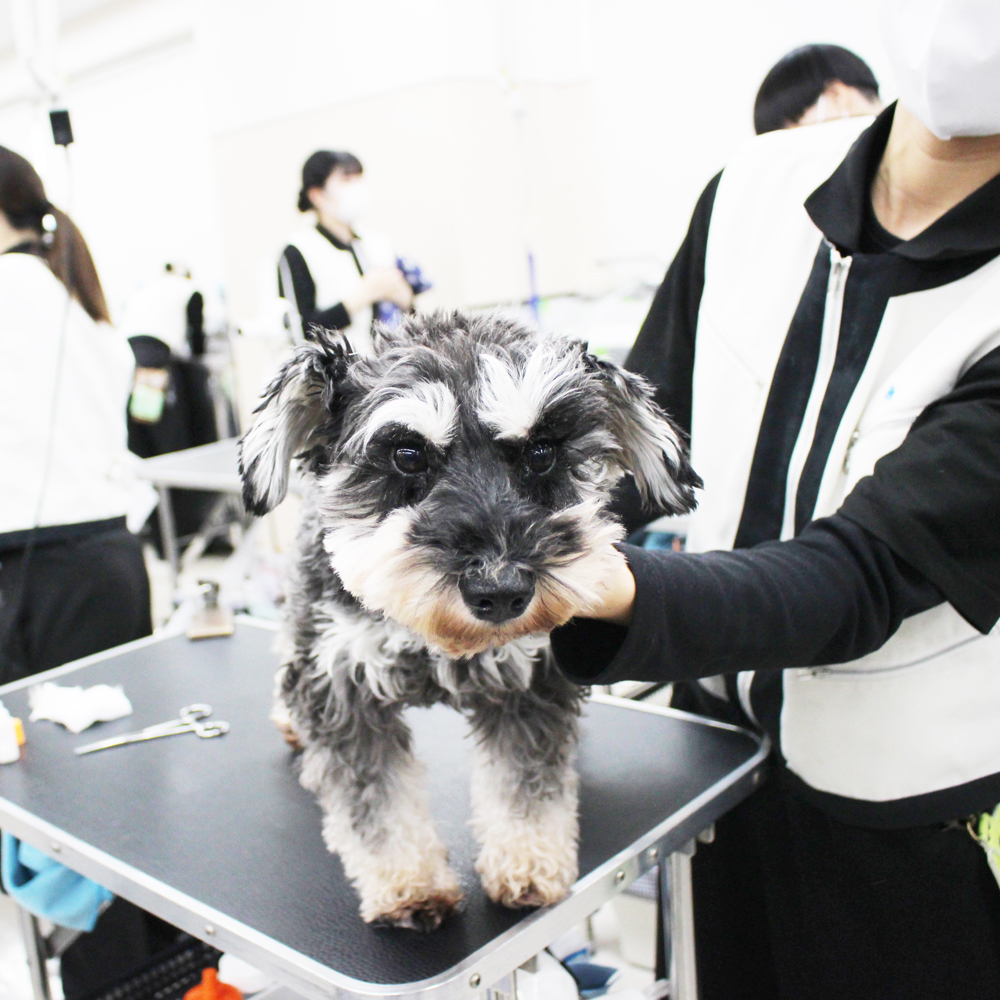 卒業犬ホップちゃん、里帰りトリミング☆